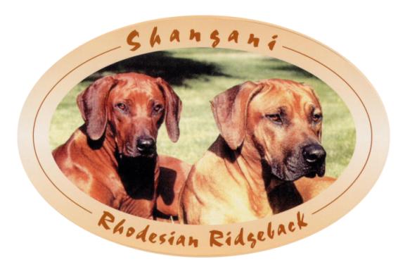 Shangani - Rhodesian Ridgeback